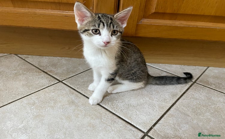 Mixed Breed cats - Advert 11