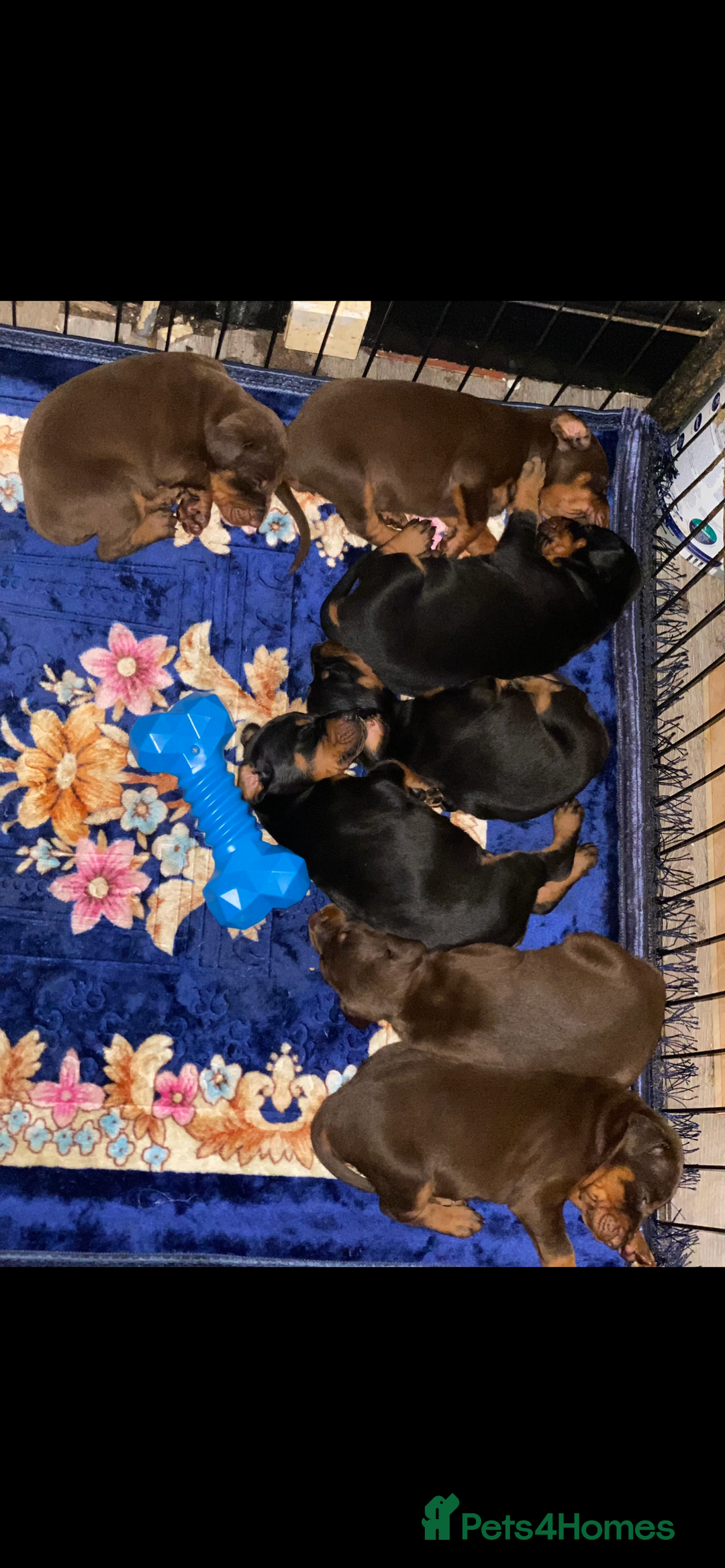 Dobermann dogs for sale: Gorgeous Eu**an Dobermann Puppies - Image 23