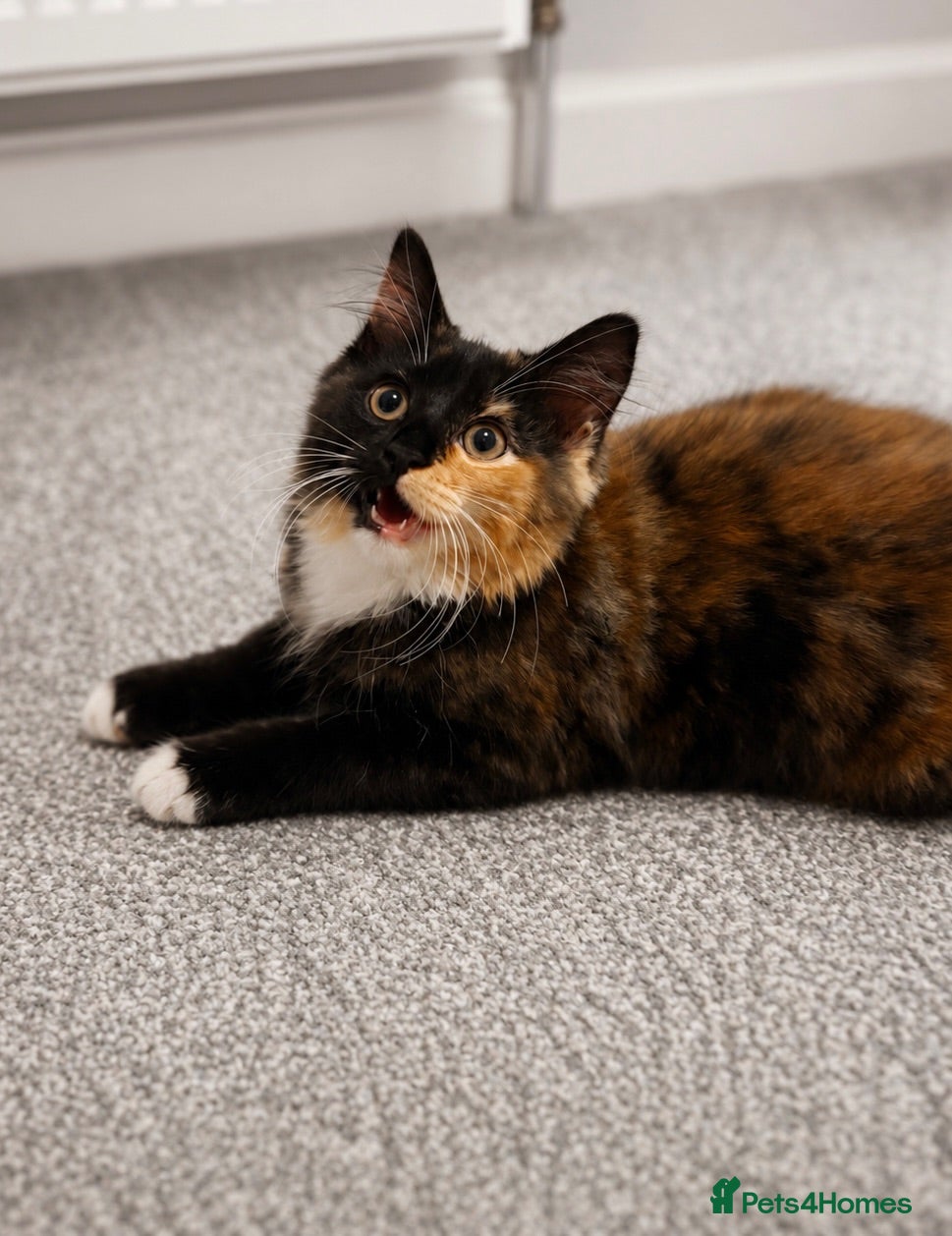 Mixed Breed cats Beautiful calico female kitten needs re-homing  - Advert 1