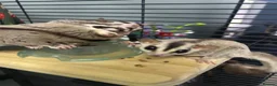 Sugar Glider rodents for sale: Sugar Glider Trio for Sale  - Advert 8