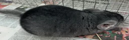Chinchilla rodents for sale: Chipper, fabulously tame Standard boy  - Advert 4