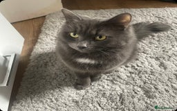 Nebelung cats for sale: Loved cat for sale  - Image 3