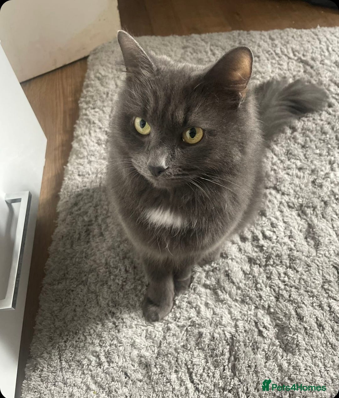 Nebelung cats for sale: Loved cat for sale  - Image 3