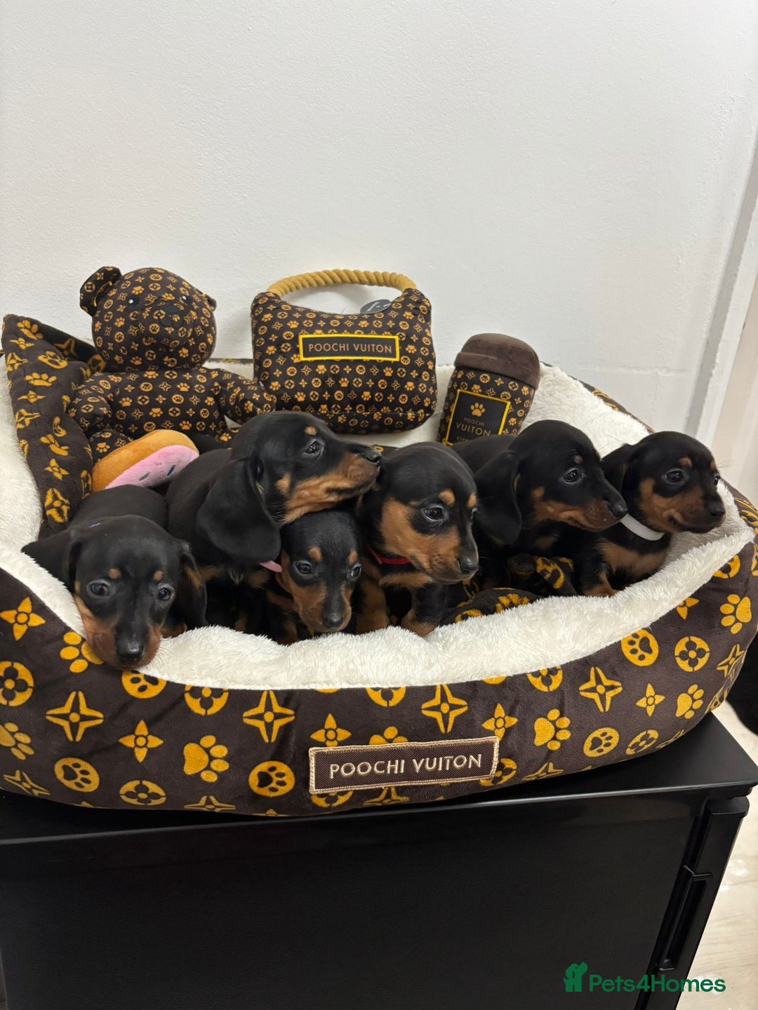 Miniature Dachshund dogs for sale: beautiful miniature dachshund puppies available  - Advert 3