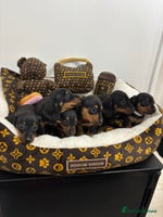 Miniature Dachshund dogs - Advert 12