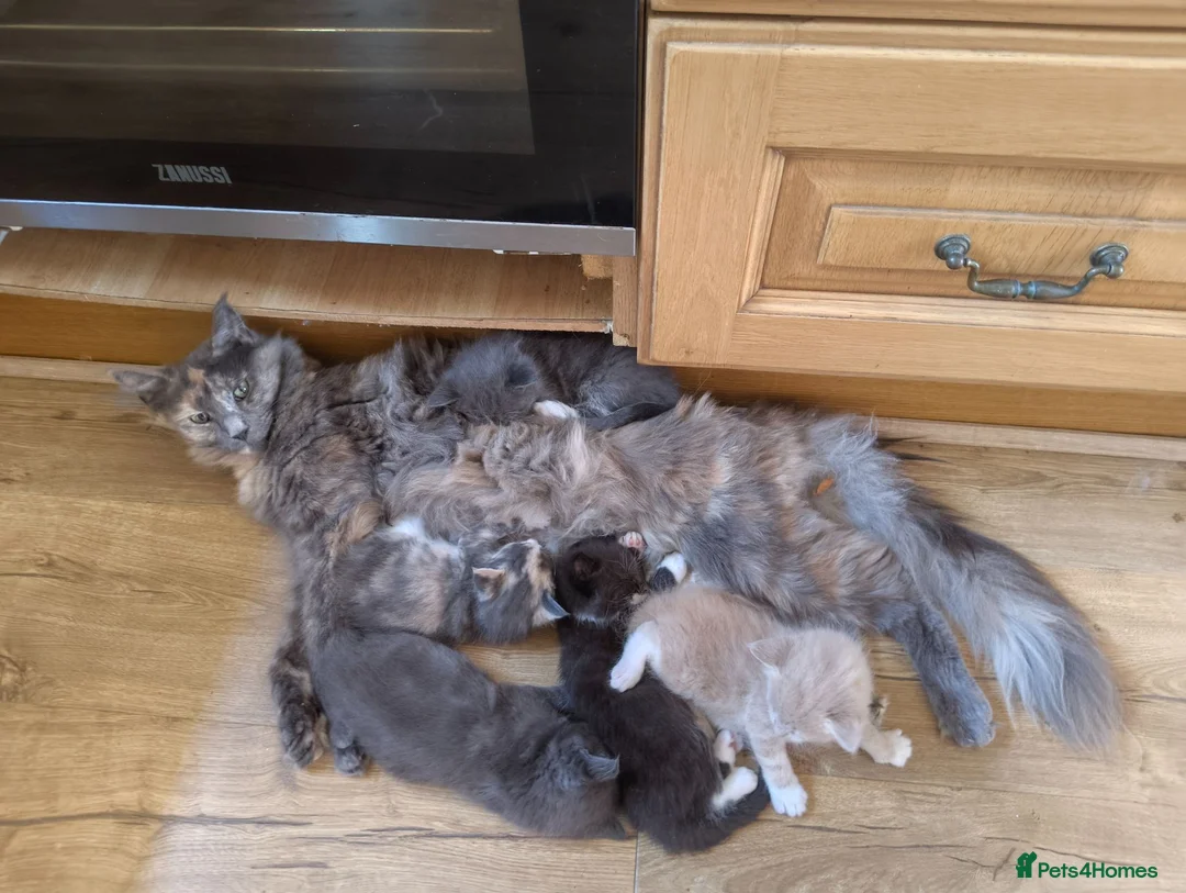 Maine Coon cats for sale: Half Maincoon kittens. Mother is 100% Maincoon  - Advert 1