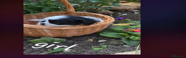 Lhasa Apso 6