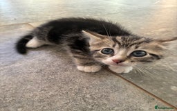 Domestic Shorthair cats for sale: Tabby kitten - Image 4