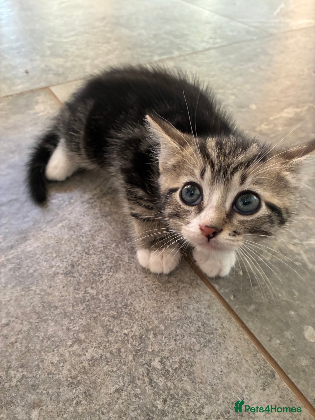 Domestic Shorthair cats for sale: Tabby kitten - Image 4