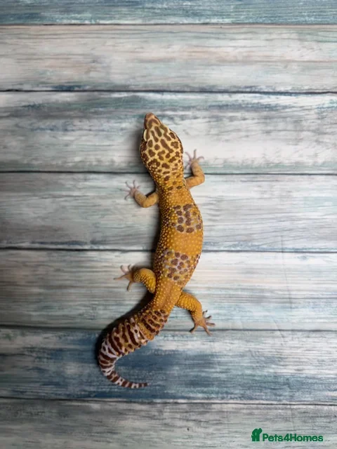Leopard Gecko reptiles Leopard gecko (and optional tank set up) for sale - Advert 1