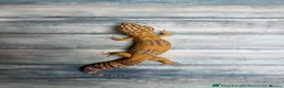Leopard Gecko reptiles for sale: Leopard gecko (and optional tank set up) for sale - Advert 1