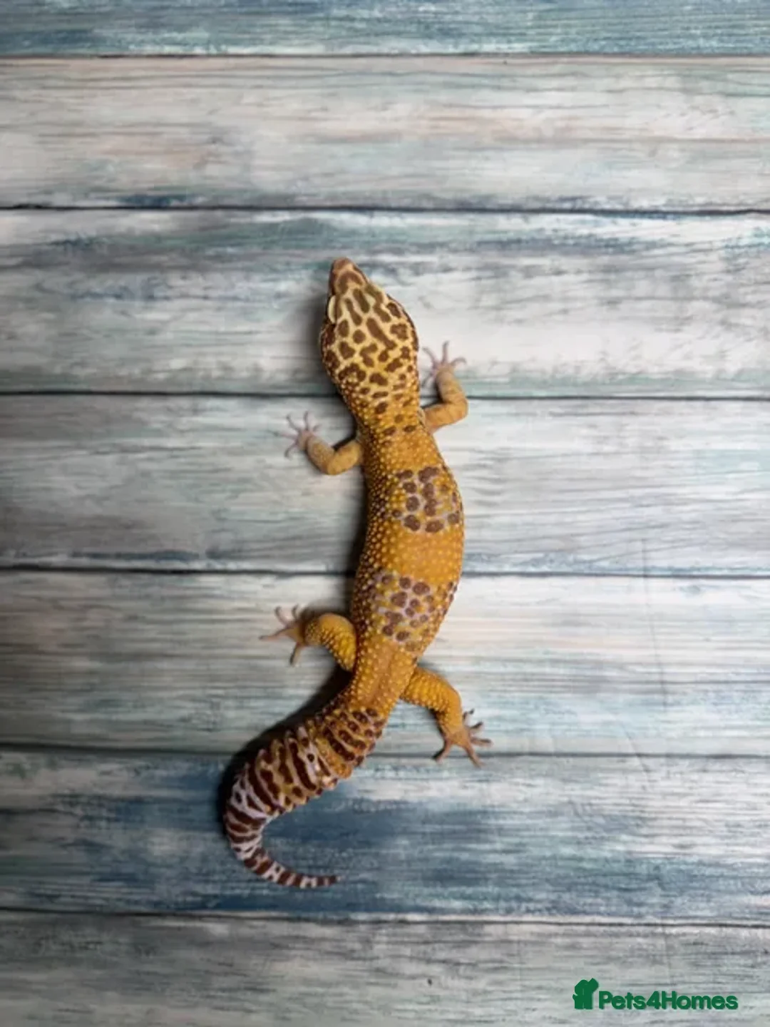 Leopard Gecko reptiles for sale: Leopard gecko (and optional tank set up) for sale - Advert 1