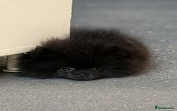 Pomeranian dogs for sale: TINY BLACK POMERANIAN PUPPIES ALERT - Image 2