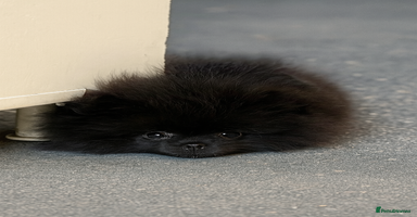 Pomeranian dogs - Advert 16