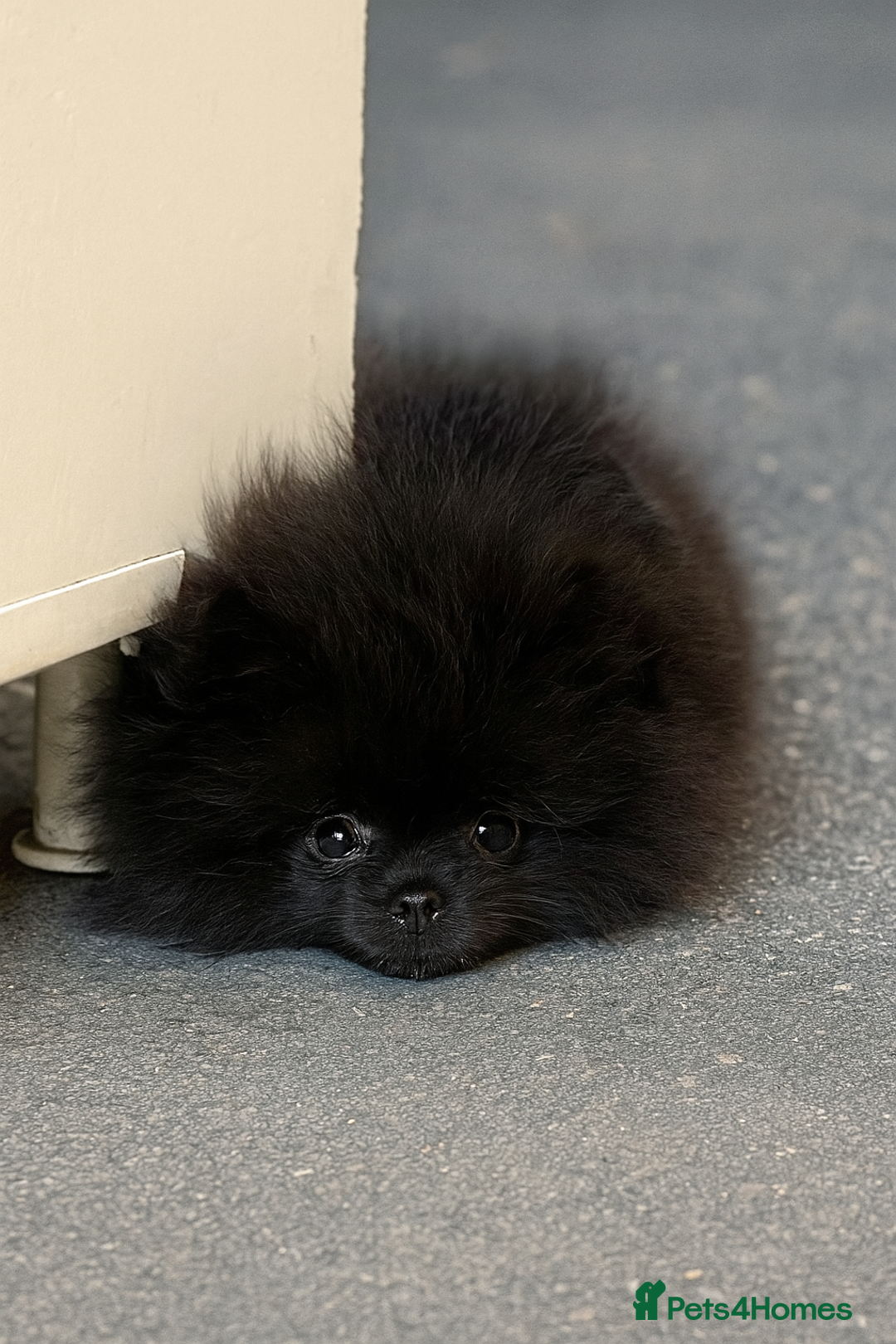 Pomeranian dogs for sale: TINY BLACK POMERANIAN PUPPIES ALERT - Image 2