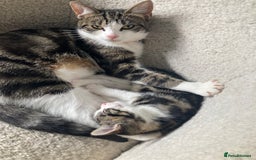 Mixed Breed cats for sale: 2 x 11 week old Female Kittens must go together!  - Image 3
