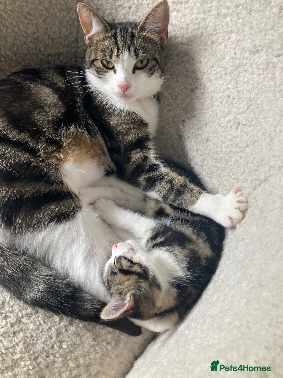 Mixed Breed cats for sale: 2 x 11 week old Female Kittens must go together!  - Image 3