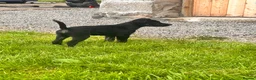 Mixed Breed dogs for sale: Collie x American bulldog  - Advert 1