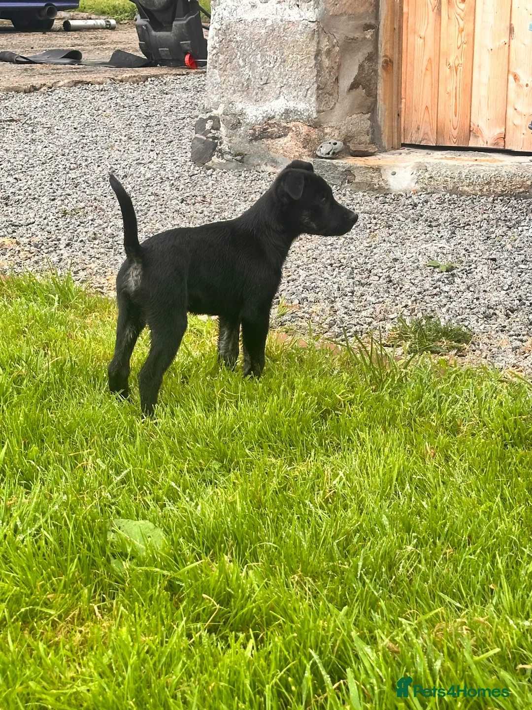 Mixed Breed dogs for sale: Collie x American bulldog  - Advert 1