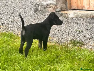 Mixed Breed dogs Collie x American bulldog - Advert 3