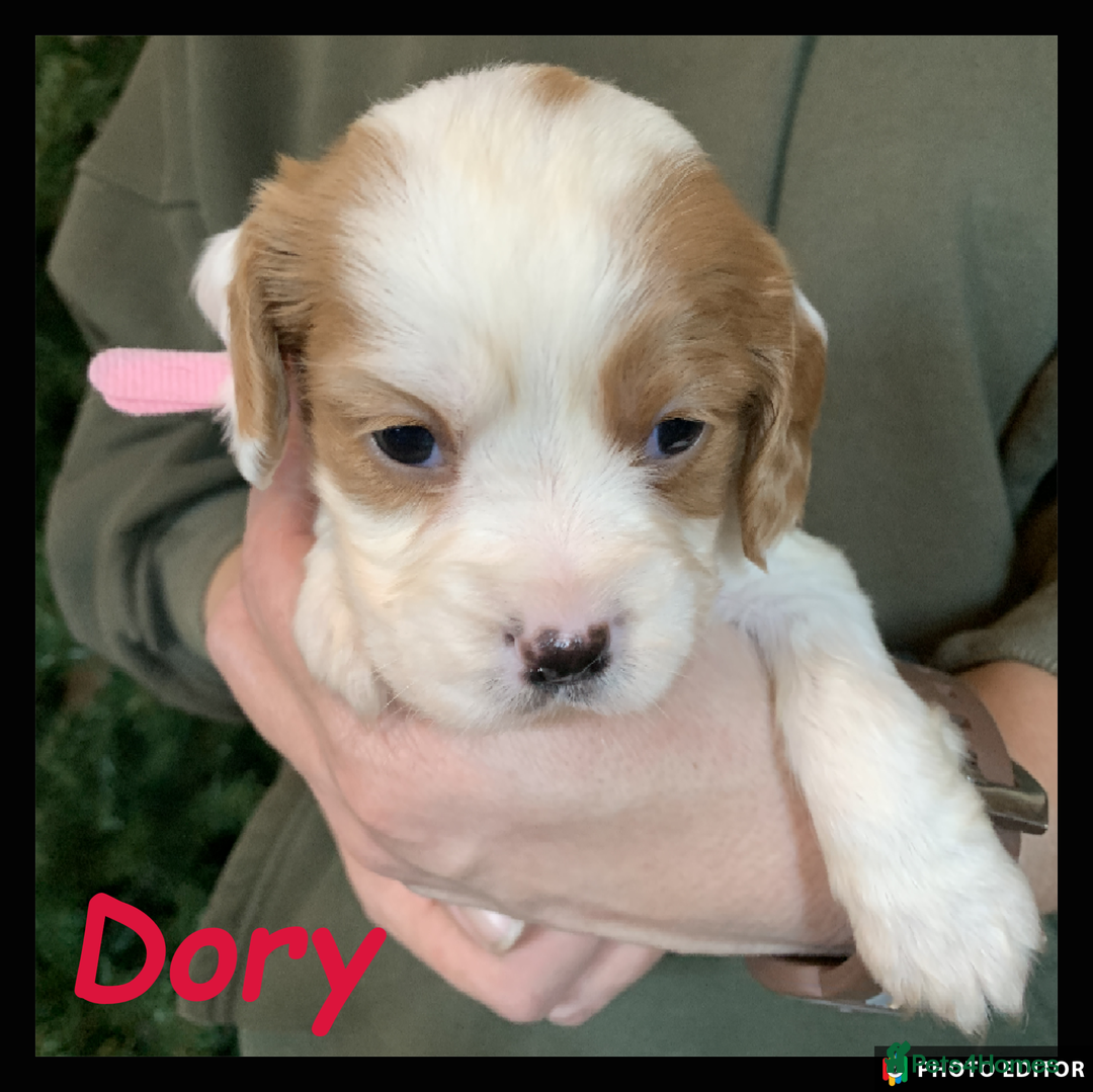 Cockalier dogs for sale: Beautiful Cockalier Pups – Loving Homes Await - Advert 24