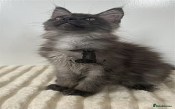 Maine Coon cats for sale: TICA Maine Coon boy male black smoke XXL  - Image 2