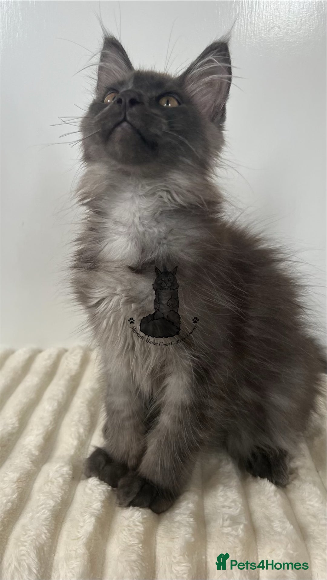 Maine Coon cats for sale: TICA Maine Coon boy male black smoke XXL  - Image 2