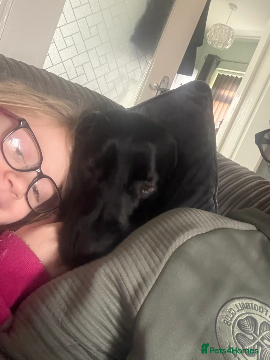 Springador dogs for sale: My baby needs a new home  in Doncaster - Advert 6