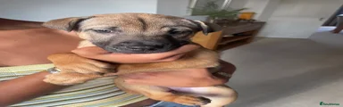 Mixed Breed 4