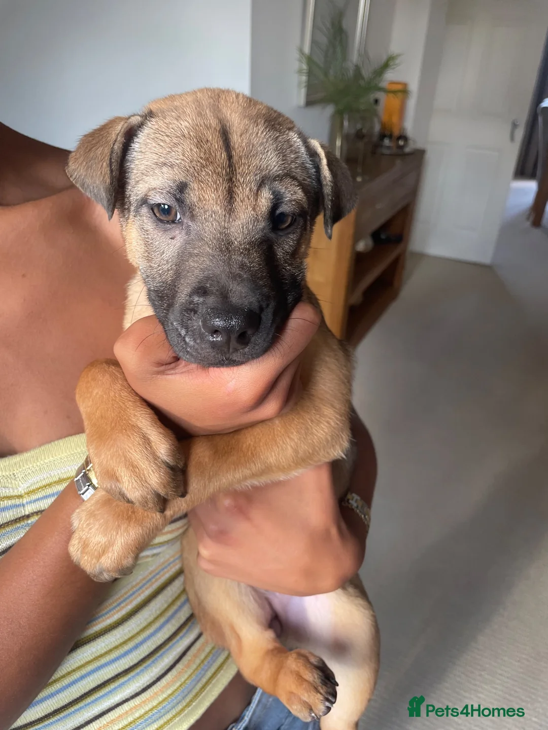 Mixed Breed dogs for sale: Shar pei  ** tiff  - Advert 1