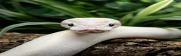 Python Snake reptiles for sale: 4x2x2 Bioactive Setup & Ivory Royal Python - Advert 2