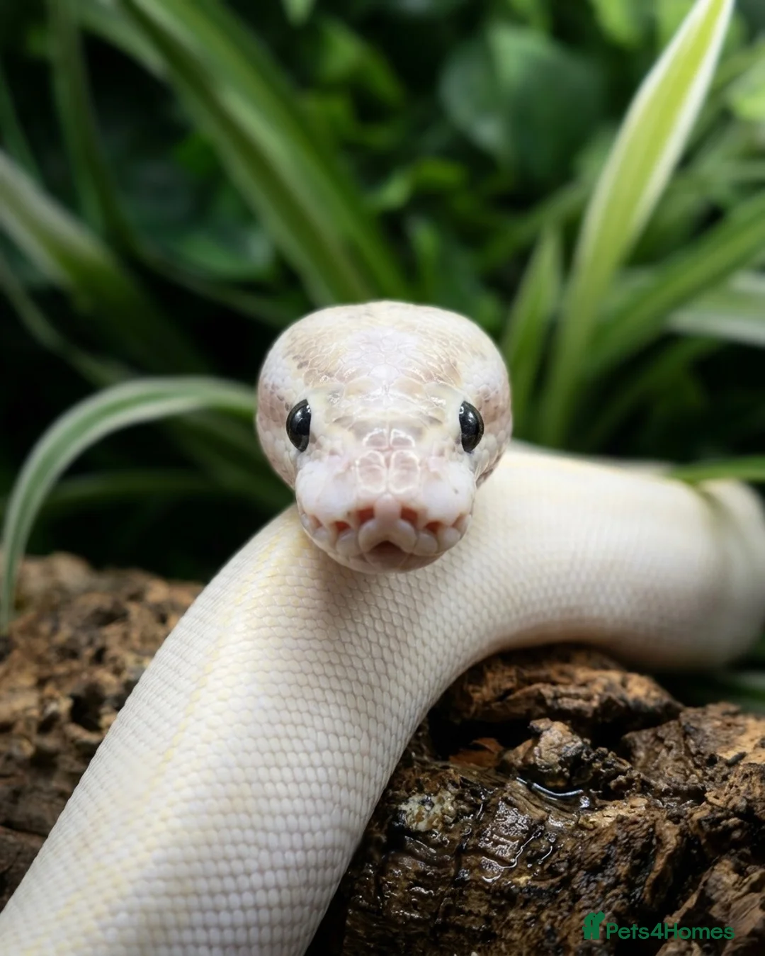 Python Snake reptiles for sale: 4x2x2 Bioactive Setup & Ivory Royal Python - Advert 2