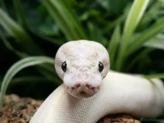 Python Snake reptiles 4x2x2 Bioactive Setup & Ivory Royal Python - Advert 2