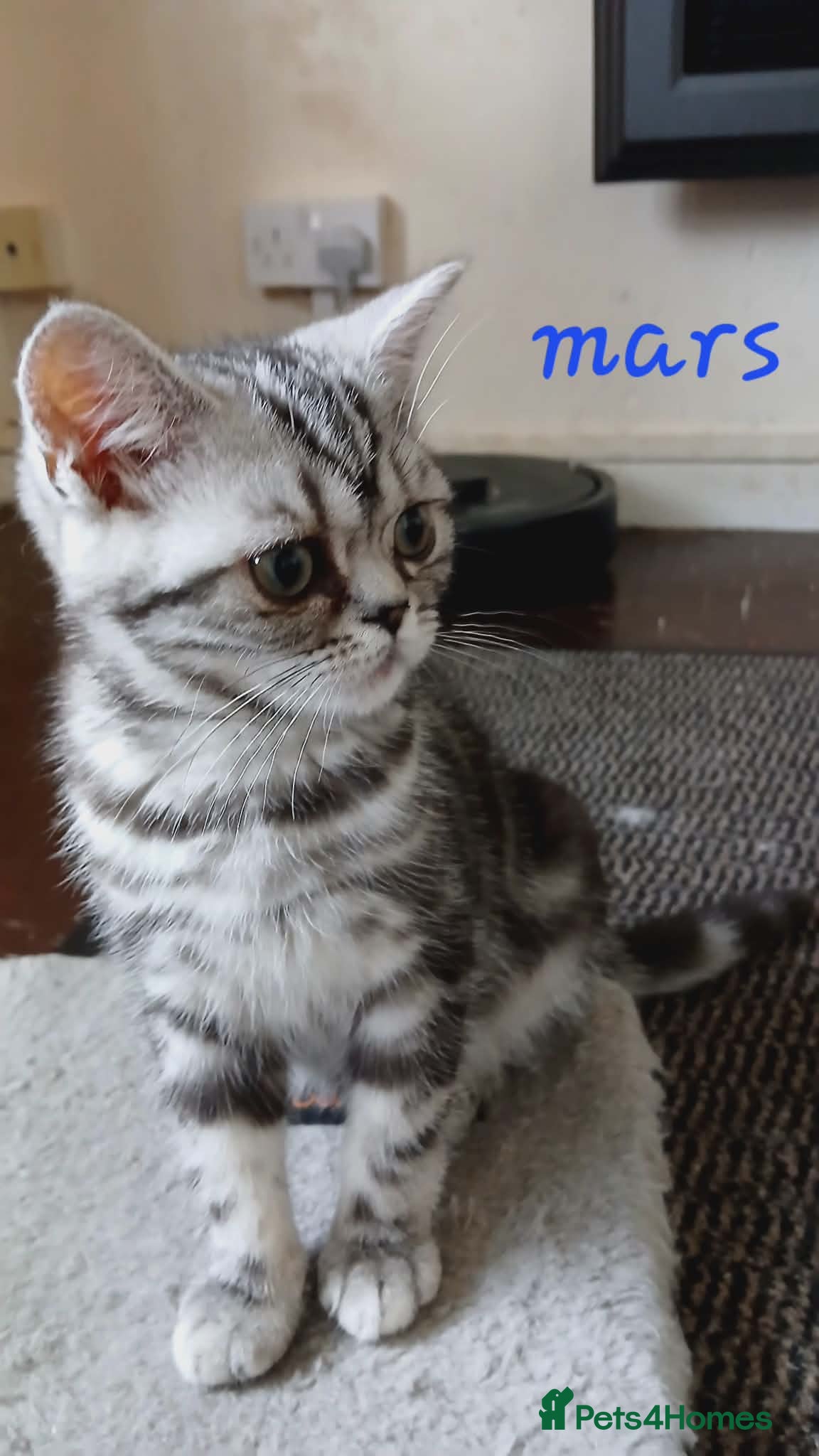 British Shorthair cats for sale: Bsh. Silver Classic Tabby . - Advert 6