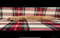 Golden Retriever dogs for sale: KC Registered Golden Retrievers  - Image 8