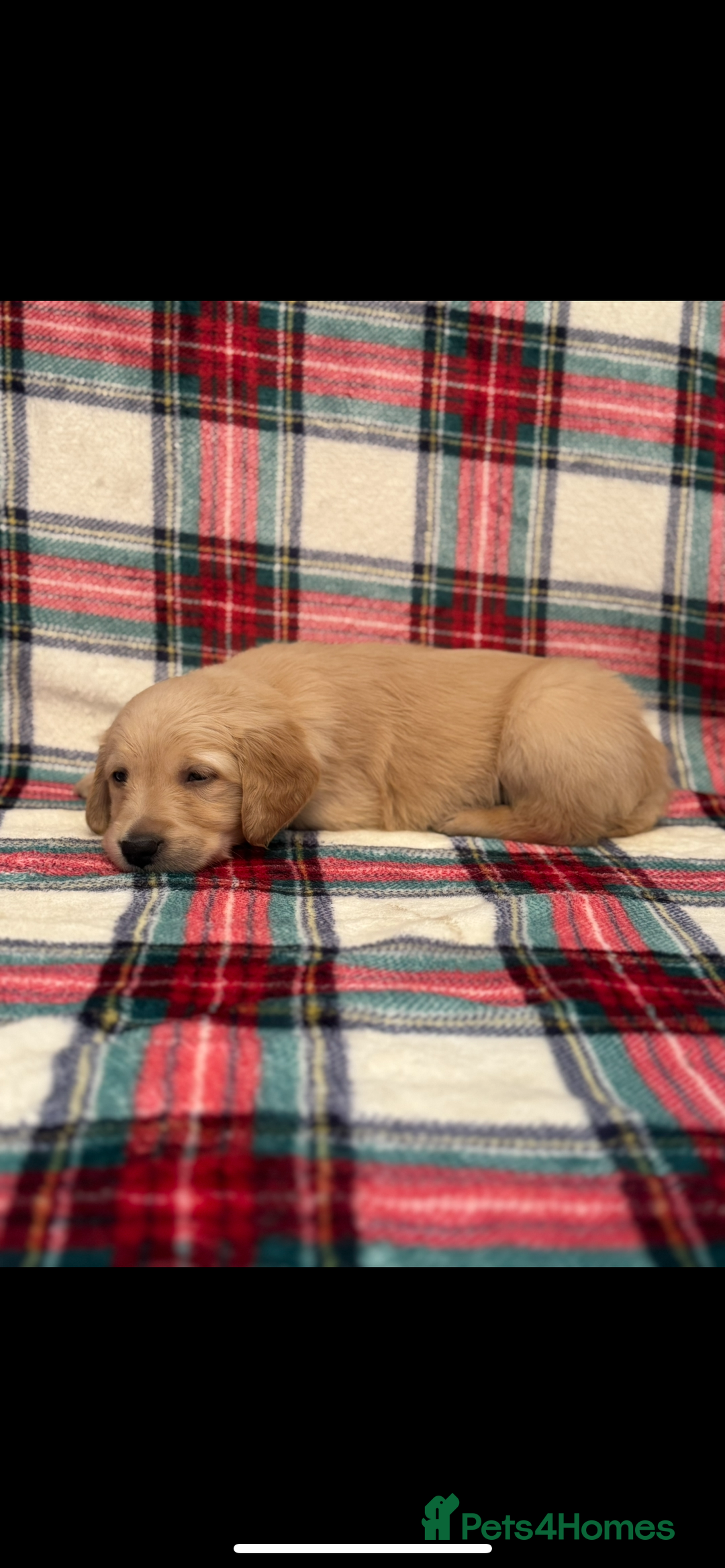 Golden Retriever dogs for sale: KC Registered Golden Retrievers  - Image 8