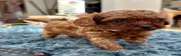 Toy Poodle dogs for sale: Adorable mini Asian poodle  - Advert 8
