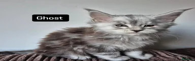 Maine Coon Kitten 1