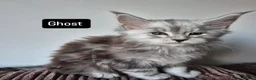Maine Coon cats for sale: Pedigree mainecoon kittens  - Advert 27