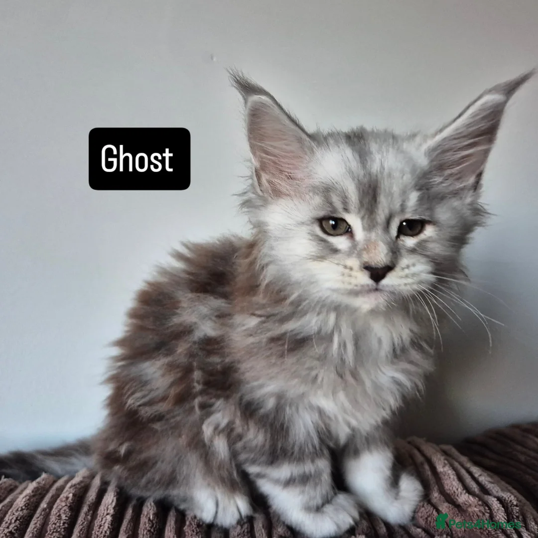 Maine Coon cats for sale: Pedigree mainecoon kittens  - Advert 27