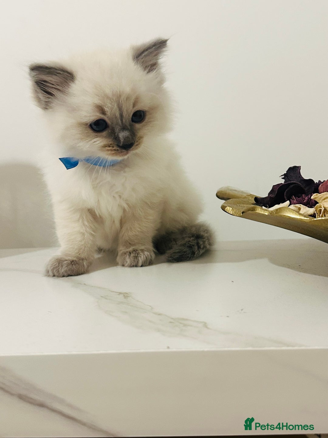 Ragdoll cats for sale: Cute Ragdolls kittens  - Advert 4