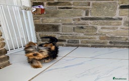 Yorkshire Terrier dogs for sale: GORGEOUS YORKSHIRE TERRIER BOY  in Bradford - Image 1