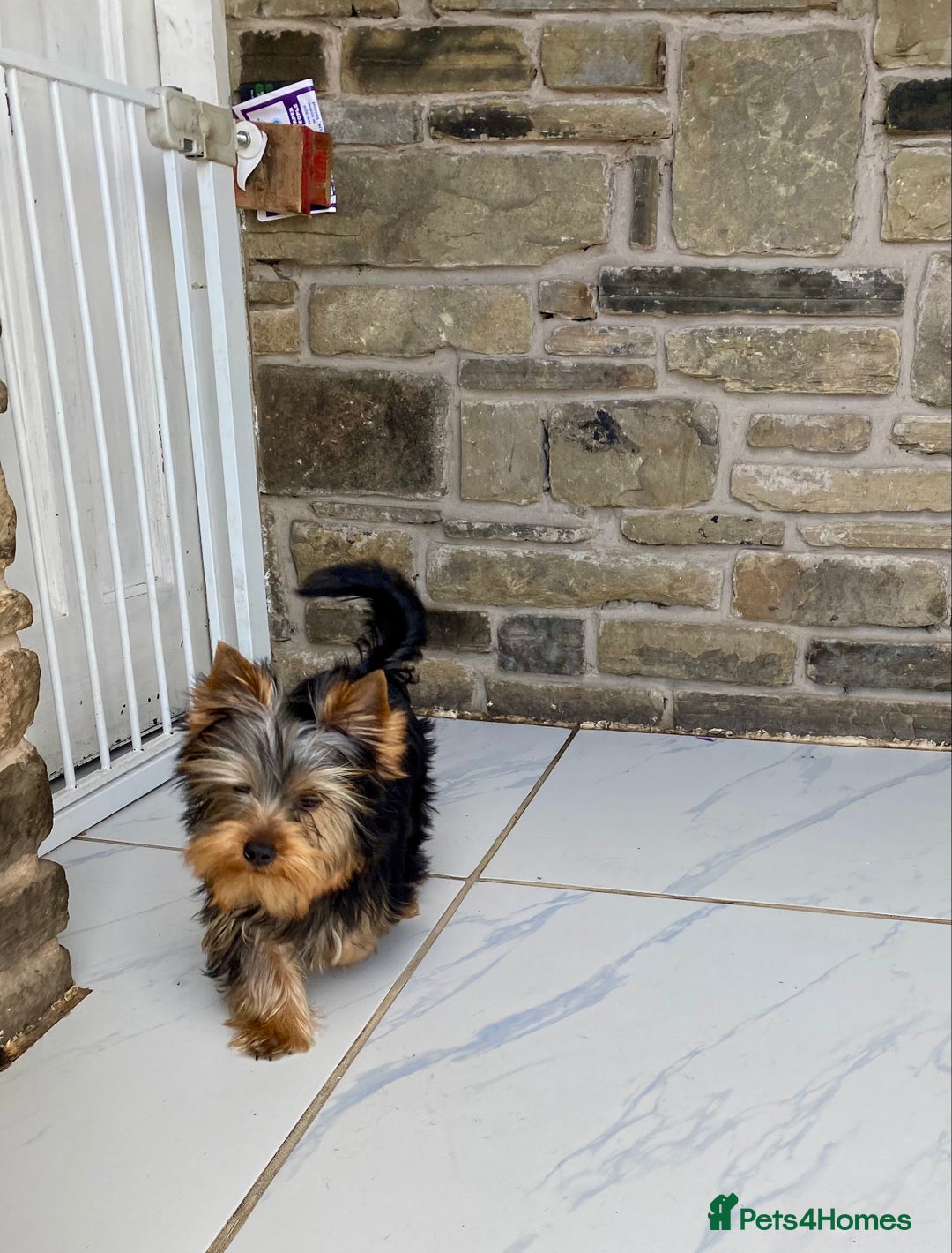 Yorkshire Terrier dogs for sale: GORGEOUS YORKSHIRE TERRIER BOY  in Bradford - Image 1