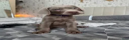 Labrador Retriever dogs for sale: Ready to leave 3 girls KC Silver Labrador puppies  - Advert 26