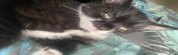 American Shorthair cats for sale: two female american shorthair kittens  - Advert 3