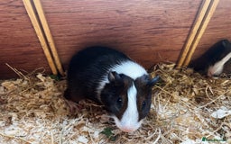 Guinea Pig rodents for sale: Dutch Sows/girls - Image 7