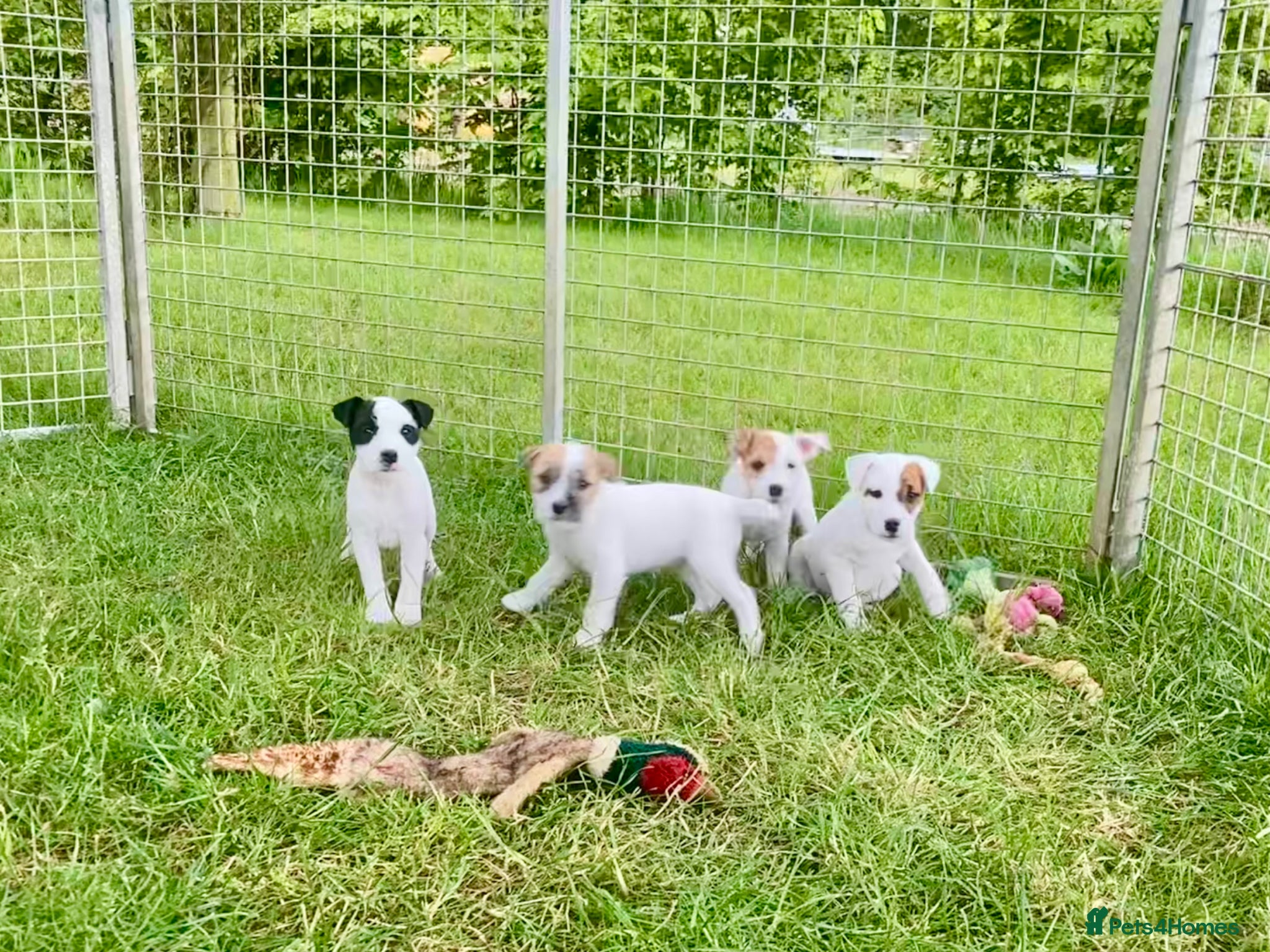 Jack Russell dogs Jack Russell puppies - Advert 14