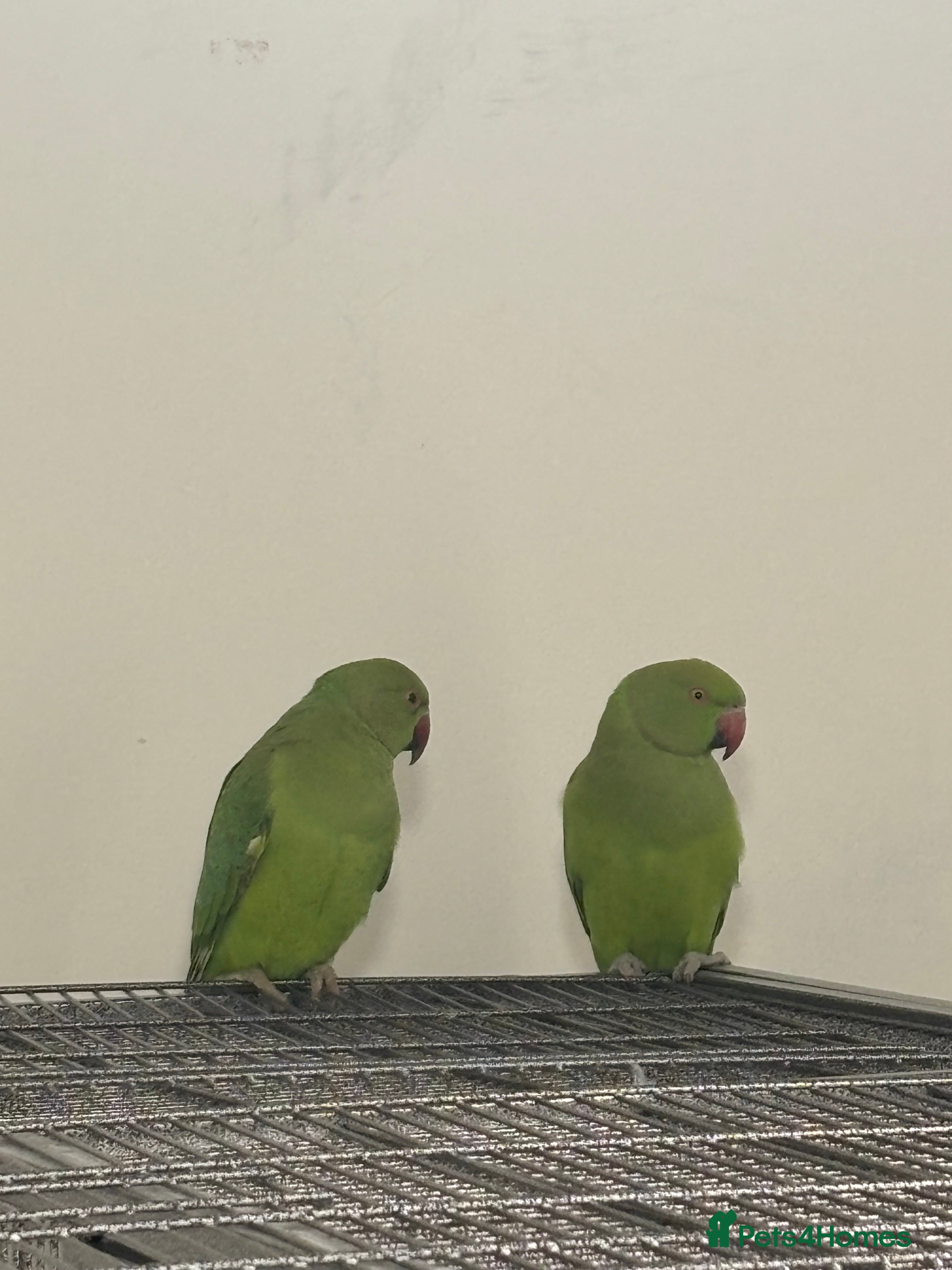 Conures birds Young Ringneck Parrot, Conures, Lovebirds, Budgies - Advert 16