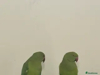 Conures birds Young Ringneck Parrot, Conures, Lovebirds, Budgies - Advert 16