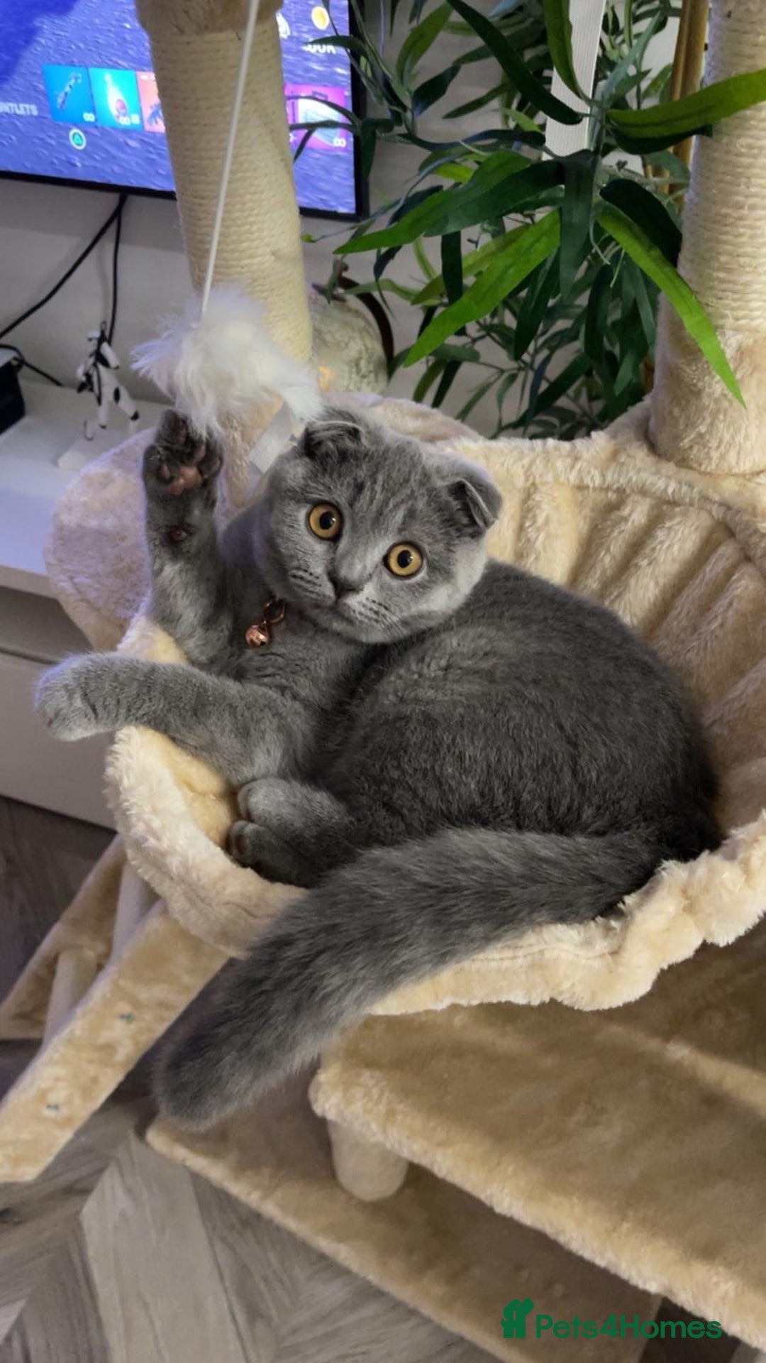British Shorthair cats for sale: British shorthair fold - Image 6
